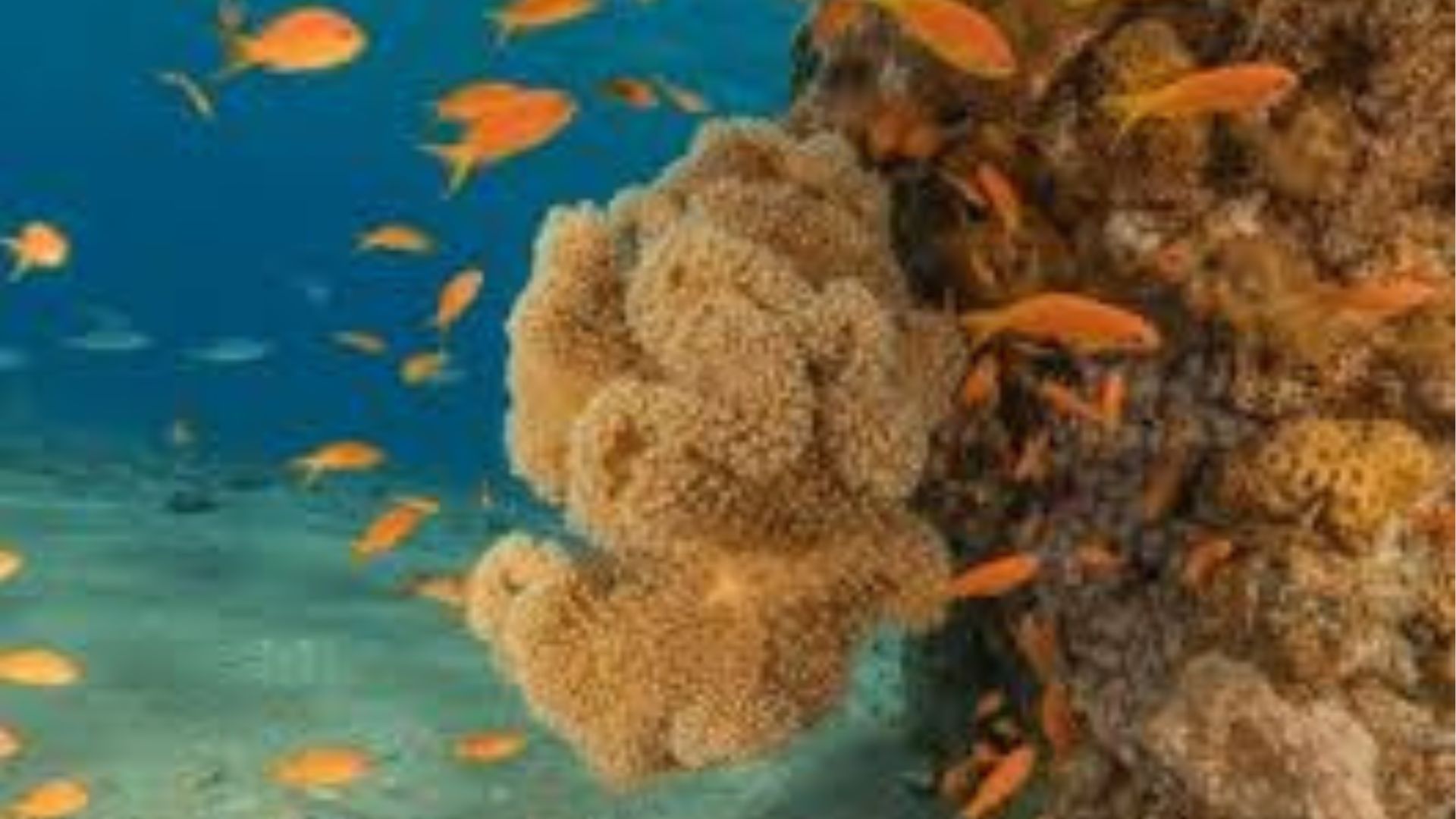 Eilat Coral Beach Nature Reserve